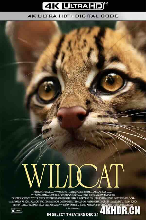 野猫 Wildcat (2022) / 4K纪录片下载 / Wildcat.2022.2160p.AMZN.WEB-DL.x265.10bit.HDR10Plus.DDP5.1-FLUX