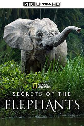大象的秘密 Secrets of the Elephants Season 1 (2023) / Die geheimnisvolle Welt der Elefanten(德) / 4K.UHD.2160P（阿里云盘资源）
