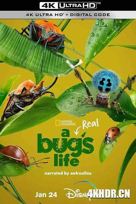 虫虫历险记 A Real Bug's Life (2024) / 虫虫危机 / 真实虫虫危机 / 4K记录片下载 / A.Real.Bugs.Life.S01.2024.2160p.HQ.WEB-DL.H265.AAC.2Audio