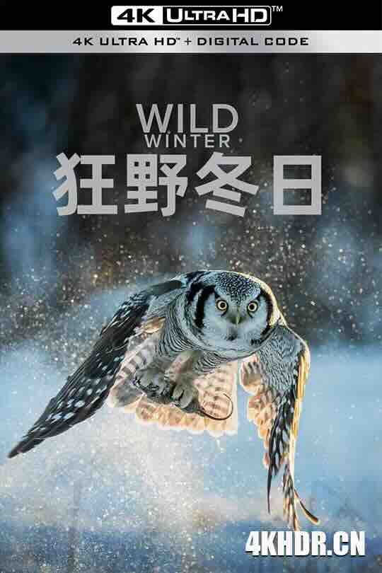 狂野冬日 第一季 Wild Winter Season 1 (2024) / 4K纪录片下载 / Wild.Winter.S01.2024.2160p.WEB-DL.H265.AAC.2Audio