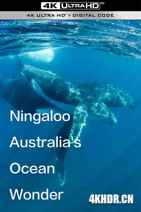 宁格鲁：澳大利亚的海洋奇观 第一季 Ningaloo Australia's Ocean Wonder S01 (2023) / 4K纪录片下载 / Ningaloo.Australia's.Ocean.Wonder.S01.2023.2160p.UHDTV.H265.AAC[中字]