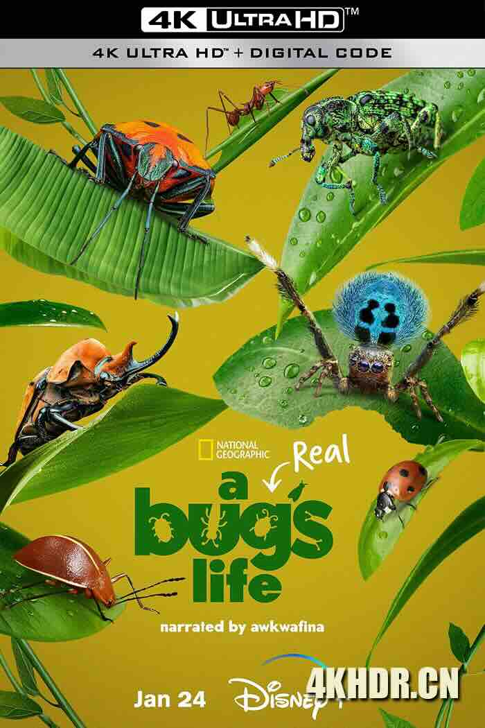 虫虫历险记 第一季 A Real Bug's Life Season 1 2024 虫虫危机(台)/虫虫特工队(港)/真实虫虫危机[美国]豆瓣: 9.0