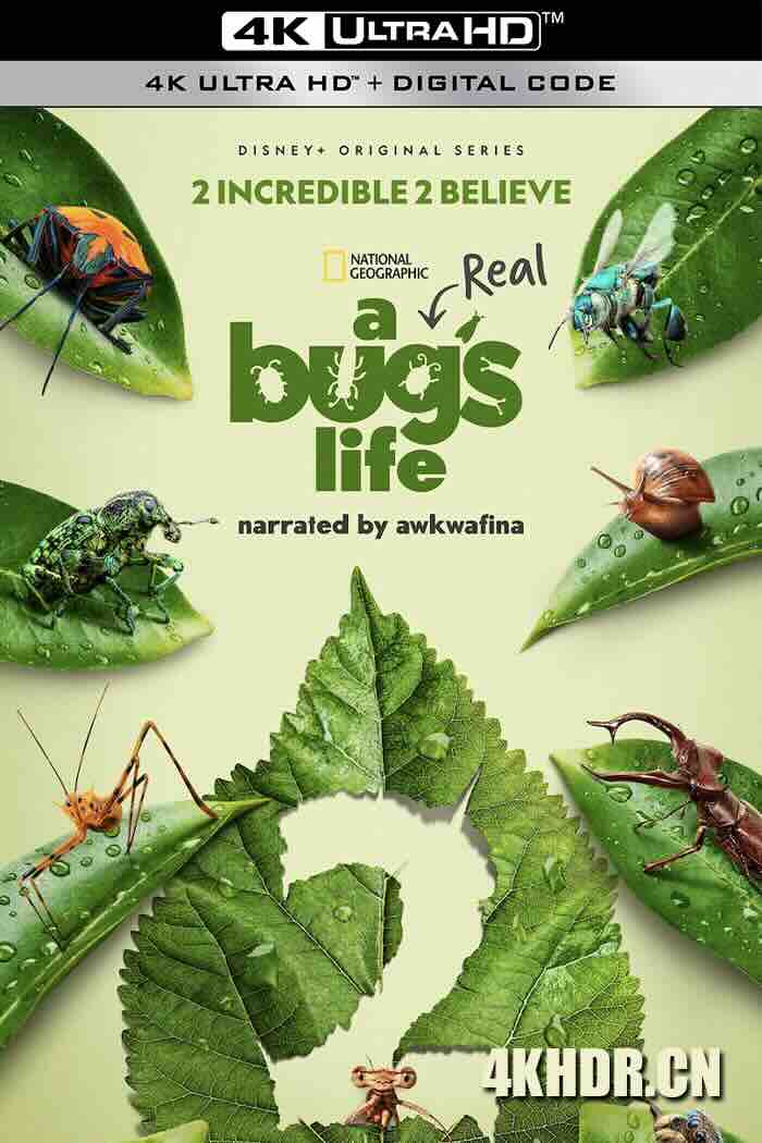 虫虫历险记 第二季 A Real Bug's Life Season 2 2025 虫虫危机(台)/虫虫特工队(港)/真实虫虫危机[美国]豆瓣: