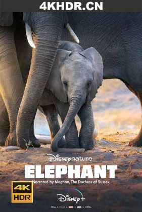大象 Elephant.2020.HDR.2160p.WEB.H265-SECRECY